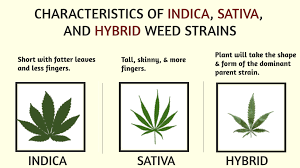 Characteristic of indica, sativa and hybrid strain